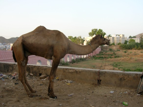 Camello descansando en Pushkar